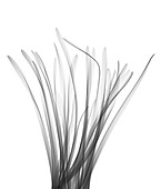 Lemongrass (Cymbopogon sp.), X-ray