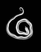 Corn snake , X-ray