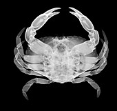 Crab, X-ray
