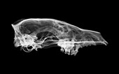 Fox skull, X-ray