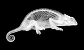Gecko lizard, X-ray