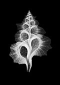 Seashell maple leaf triton, X-ray