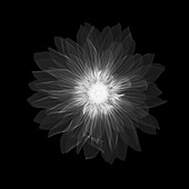 Dahlia 'Gallery Pablo' flower, X-ray