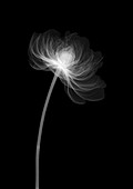 Peony flower (Paeonia officinalis), X-ray