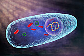Pasteurella multocida bacterium, illustration