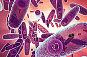 Pasteurella multocida bacteria, illustration