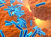 pseudomonas aeruginosa bacteria, illustration
