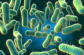 Salmonella bacteria, illustration