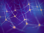 Pyramidal neurons, illustration