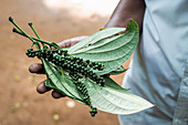 A hand holding a sprig of leaves with spikes of fresh green peppercorns (Sri Lanka)