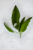 Wild garlic leaves with flowers on a white surface