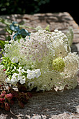 Bouquet of Queen Anne's lace, phlox and unripe blackberries