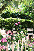 Secluded seating area in garden with hydrangea and hedge