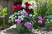 Large bucket with geraniums 'Amethyst' 'Glacis' 'Grandeur Power Burgundy' and verbena 'Vepita UP White' on gravel terrace, flowering chives in a pot
