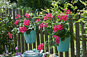 Geraniums 'Happy Face® Dark Red Mex' in turquoise buckets on the fence