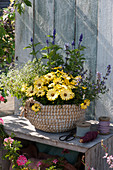 Basket with Cape daisy Summersmile 'Light Yellow', magic snow 'Diamond Ice', mealy sage 'Violet Candle' and catnip 'Cat's Meow'
