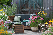 Insect-friendly terrace with Echinacea, verbena, garden cosmos, ornamental lily and summer lilac as an outdoor living room