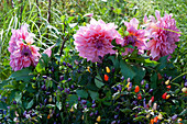 Dahlie 'Otto's Thrill' und Chili 'Bolivian Rainbow'