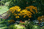 Seat next to perennial bed with Rudbeckia 'Goldsturm' 'Little Goldstar', Echinacea, Abelie and sedge 'Evergold'