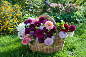 Basket with ball dahlias and decorative dahlias in the lawn