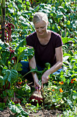 Woman harvests yellow beets 'Burpees Golden' in the vegetable garden