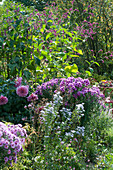 Late summer bed with asters, oriental knotweed and dahlia