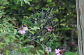 Cobweb in the morning dew