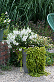 Bucket with angel face angel face 'Carrara', two-toothed 'Bee White' and pennywort 'Goldilocks' on gravel terrace