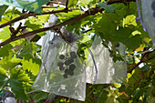 Durchsichtige Gazebeutel schützen Weintrauben vor Wespen und Vögeln