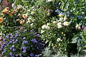 Herbstbeet mit Chrysantheme 'White Bouquet', Aster 'Sapphire', Dahlie und Ziersalbei Rockin