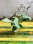 Regenerating kohlrabi leaves