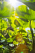 Blick von unten auf die Blätter der indischen Lotosblume im Sonnenlicht