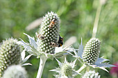 Bienen an Blüten von Mannstreu