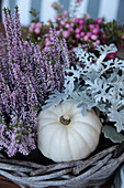 Budding heather, silver ragwort, and white pumpkin in a basket