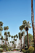 Palmengesäumte Straße, Palm Springs, Kalifornien, USA