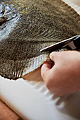 Turbot fins being cut off