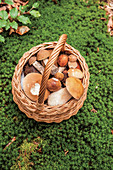 Frisch gesammelte Pilze in Weidenkorb