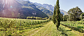 Rebflächen von Tenuta San Leonardo, Lagarina-Tal, Trentino, Italien