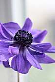 Violette Kronenanemone