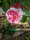 Flower and buds of rose 'St. Swithun'