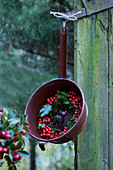 Wreath of holly berries and deer figurine in old colander