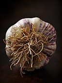 A garlic bulb with roots