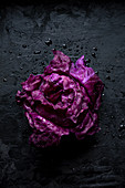Head of Purple Cabbage over Black Background