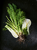 Fennel bulbs and fennel leaves