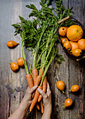 Hand holding bunch of fresh carrots with green leaves over wooden table