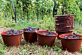 Red grapes being harvested