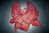 Raw veal lungs