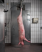 Geschlachtetes Schwein aufgehängt am Haken