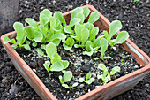 Salat-Jungpflanzen in Terracotta-Schale