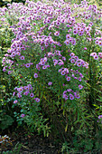 New England aster 'Barr's Blue' in the bed